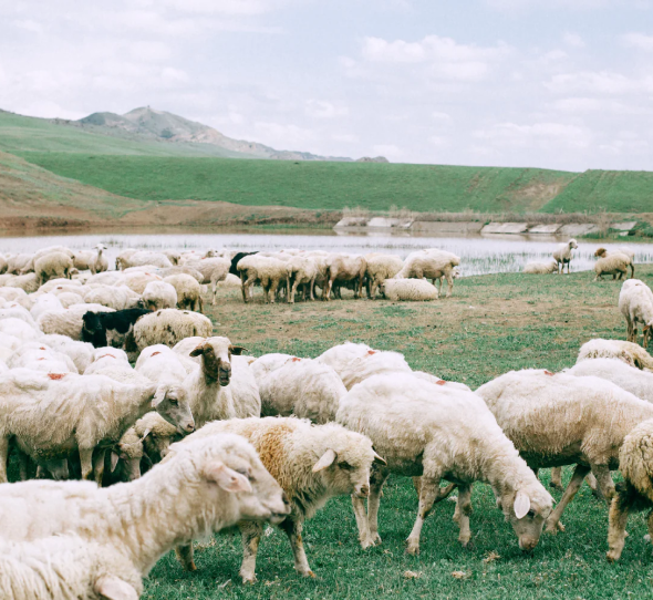 Wool image