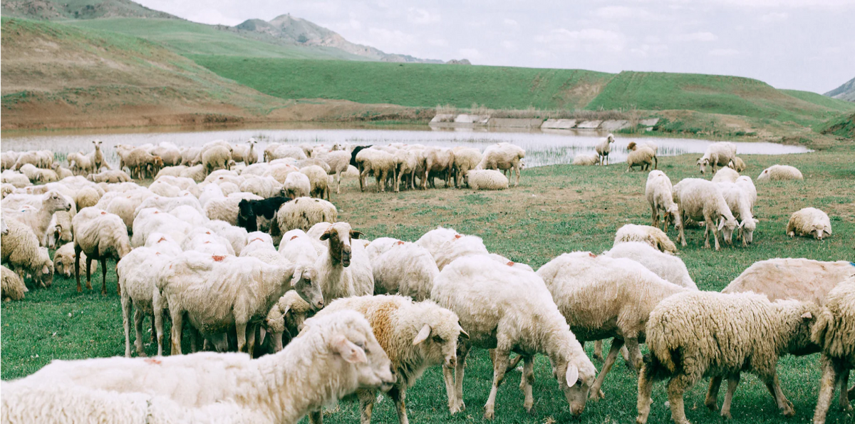 Wool image